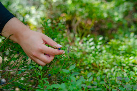 Close up of woman hands picking ripe blueberries of the branch outside on a sunny dayの写真素材