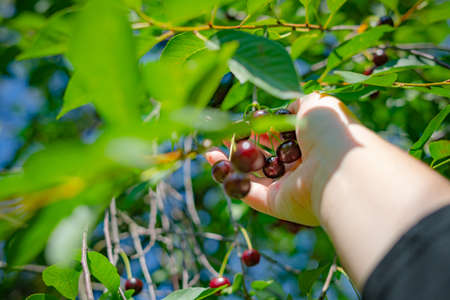 Close up of woman hands picking ripe cherries of the tree branch outside on a sunny dayの写真素材