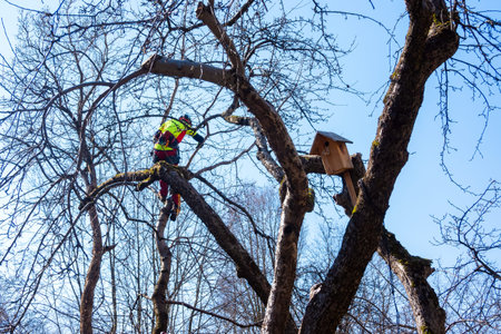 Man pruning tree tops using a saw. Lumberjack wearing protection gear and sawing branches after...