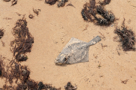 Dead flatfish on the sand at the sea shore. Water pollution, environmental disaster. Dead fish by...