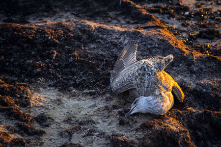Dead seagull washed up on the sea shore at sunset. Dead sea bird laying on the sand at coastline. Water pollution. Global warming.の写真素材