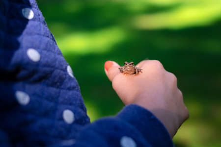Green frog sitting on little girl hand. Child holding frog in the harden outside.Kid learning about nature.の写真素材
