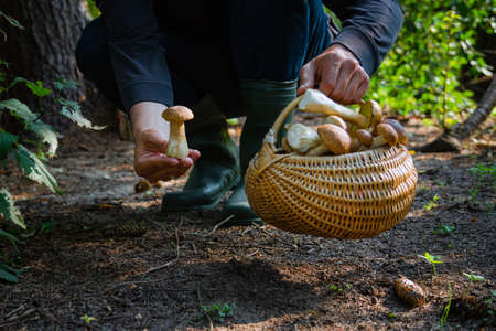 Hand holding Boltetus edulis next to full wicker basket of mushrooms in the forest. Mushroom harvesting season in the woods at fall.の写真素材