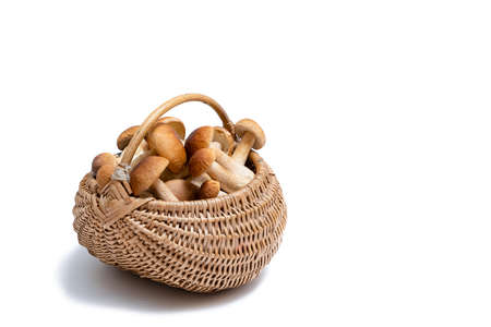 Full wicker basket of Boletus Edulis isolated on white background. Edible mushroom basket with space for text. Nobodyの写真素材