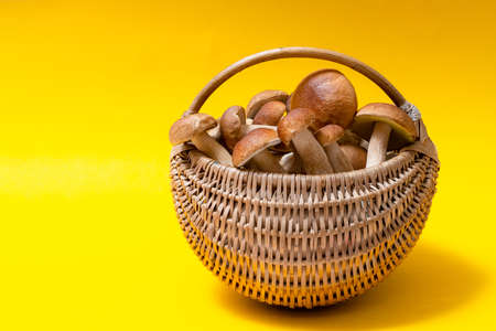 Full wicker basket of Boletus Edulis isolated on yellow background. Edible mushroom basket with space for text. Nobodyの写真素材
