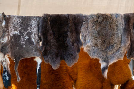 Wild animals fur hanging on the wooden home wall outsideの写真素材