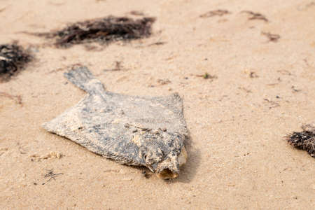 Dead flatfish on the sand at the sea shore. Water pollution, environmental disaster. Dead fish by the coast line.の写真素材