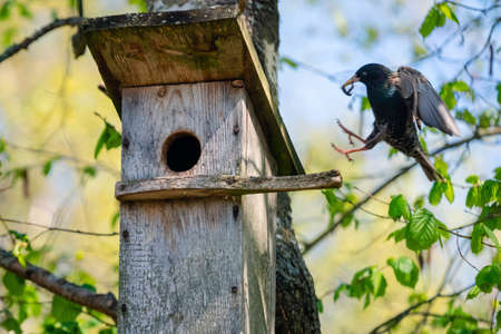 Starling bird ( Sturnus vulgaris ) bringing worm to the wooden nest box in the tree. Bird feeding kids in wooden bird house hanging on the birch tree outdoorsの写真素材