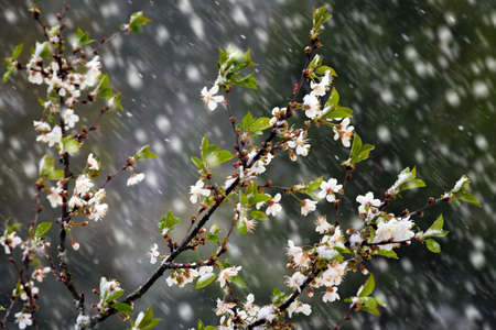 Apple tree blossoms covered in snow during unexpected snowfall in spring. Blooming flowers freezing under white snow in the garden.の写真素材