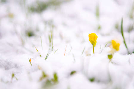 Yellow flower blooming in white snow on cold spring morning.の写真素材