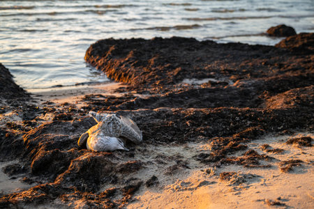 Dead seagull washed up on the sea shore at sunset. Dead sea bird laying on the sand at coastline. Water pollution. Global warming.の写真素材