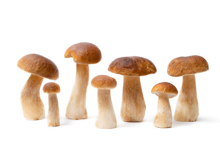 Group of brown cap Boletus Edulis isolated on white background. Edible mushrooms in the kitchen. Nobodyの写真素材