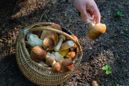 Hand holding Boltetus edulis next to full wicker basket of mushrooms in the forest. Mushroom harvesting season in the woods at fall.の写真素材