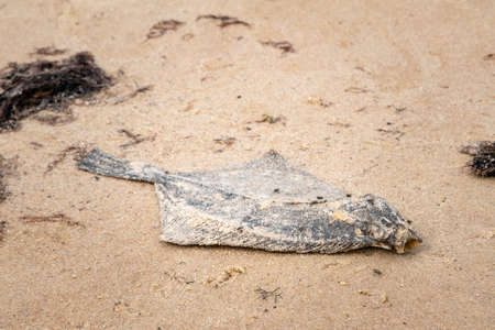 Dead flatfish on the sand at the sea shore. Water pollution, environmental disaster. Dead fish by the coast line.の写真素材