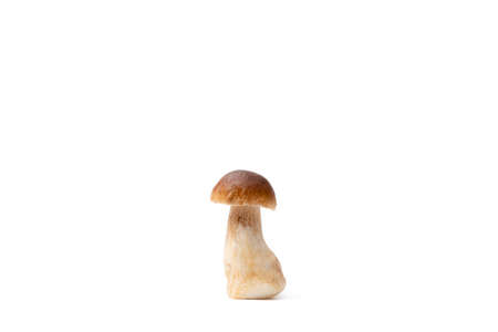 Single brown cap Boletus Edulis isolated on white background. Raw edible mushroom. Nobodyの写真素材