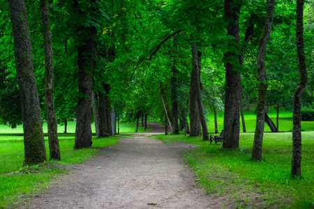 Path in public park surrounded by lush green woods on a sunny day. Beautiful road in the city park. Nobodyの写真素材
