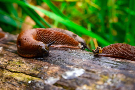 Close up view of common brown Spanish slug on wooden log outside. Big slimy brown snail slugs crawling in the gardenの写真素材