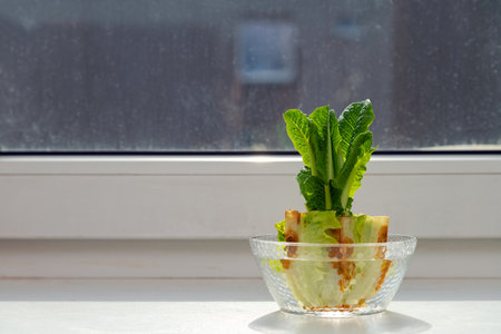 Regrowing chinese cabbage in a glass bowl on a windowsill. Using vegetable scraps to grow organic vegetables at home.の写真素材