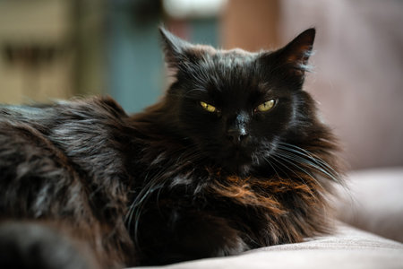 Black cat laying down on a couch in a living room. Lazy domestic pet resting indoors.