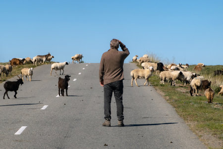 Man standing in the middle of the highway and looking into the distance surrounded by sheep and goat. Traveler on the open road, farm animals around him.の写真素材