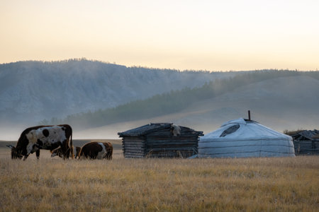 Cows eating grass in a field by the nomadic Mongolian yurt on a foggy morning. Animals grassing in rural Mongolian village.の写真素材