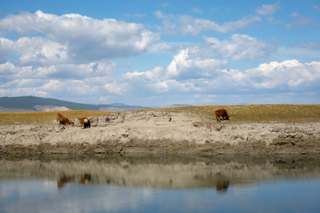 Baby cow on a river bank eating grass with mountains in background on a sunny day. Young bull grassing in mongolian wilderness.の写真素材