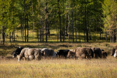 Heard of animals in the field glassing on the sunny day. Livestock eating grass in the rural farmland on a bright and warm day.の写真素材