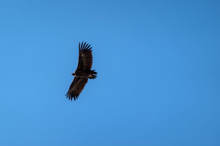 Majestic eagle flying in the blue sky. Big hawk gliding through the clouds.の写真素材