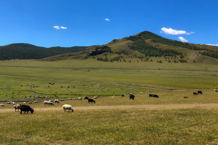Heard of animals in the field glassing on the sunny day, mountains in the background. Livestock eating grass in the rural farmland on a bright and warm day.の写真素材