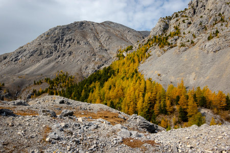 Rocky mountain close-up with the trees growing on the side, sunny day. Rock hills in a rural...