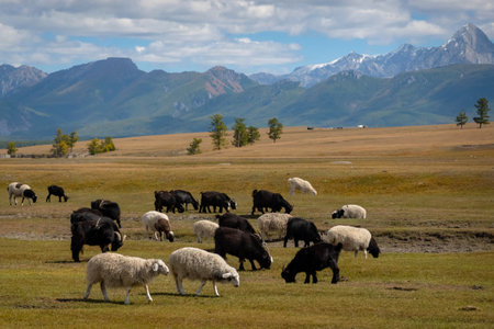 Flock of sheep eating grass in field in a rural Mongolia with a mountains in a background on a sunny day.の写真素材