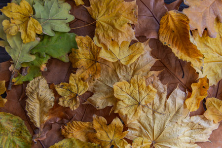 Beautiful background autumn leaves on the ground