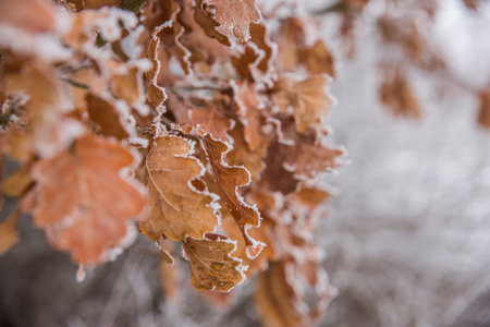 Close up shot of frozen leaves, winter background