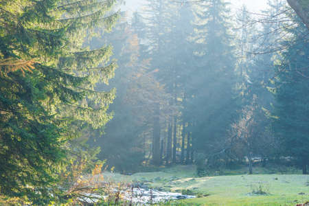 Rays of sun on the winter morning in treetops, fantasy forestの写真素材