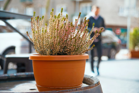 Slovakia, Bratislava, 11 march 2020 photo of beautiful plant flower on street in Bratislava