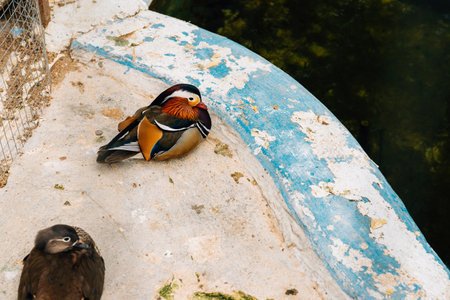 Outdoor shot of some mandarin ducks standing on concrete piece of fountain.の写真素材