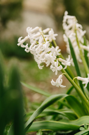 Close up outdoors vertical shot of white spring flowers named Hyacinth.の写真素材