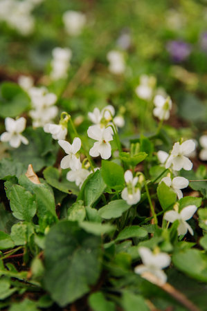 Vertical shot of some rare white violets in a green forest in spring time.の写真素材