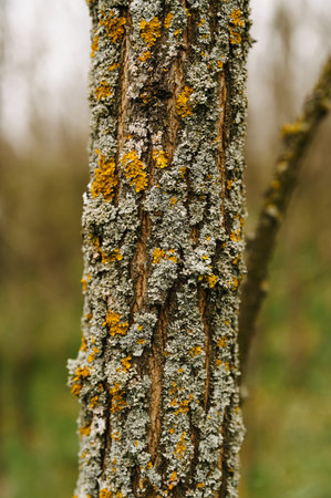 Close up vertical shot of tree bark with green yellow lichens in spring time.の写真素材