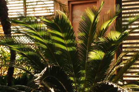 Close up photo of background of tropical leavesの写真素材