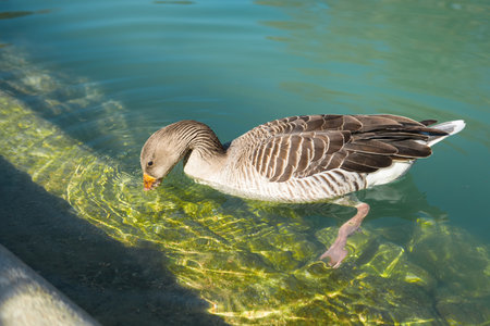 Close up photo of geese eating underwaterの写真素材