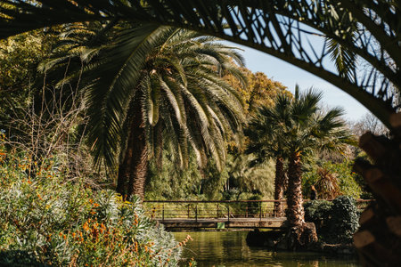 Image of beatiful Palm Trees in park in Barcelona during sunny warm dayの写真素材