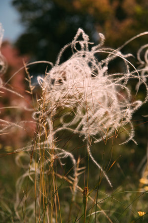 Vertical photo of a white pink fluffy plant with tentacles from a meadow.の写真素材