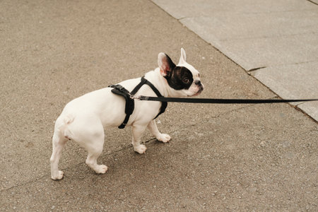 Outdoors shot of a cute white black french bulldog walking on the street.の写真素材