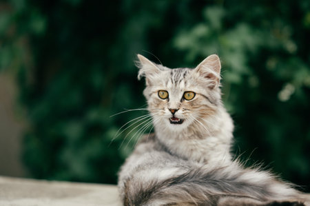 Young fluffy grey cat is lying on concrete outdoors and looking aside.の写真素材