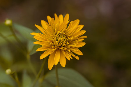 Beautiful yellow flower