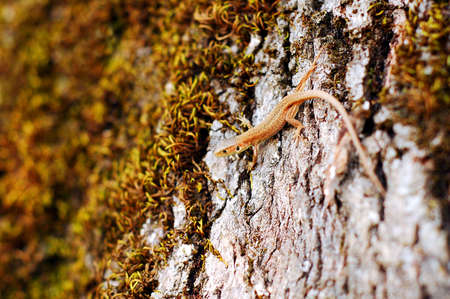 Lizardの写真素材