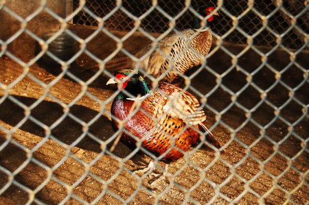 pheasantの写真素材