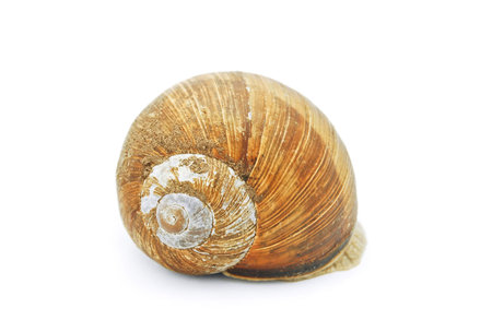 snail hidingの写真素材