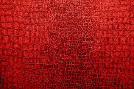 crocodile skinの写真素材